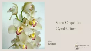 Flores Vara Orquideas Cymbidium en Cali Colombia