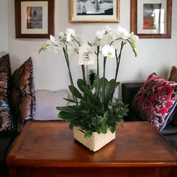 Canasta de Orquideas Phalaenopsis en Cali