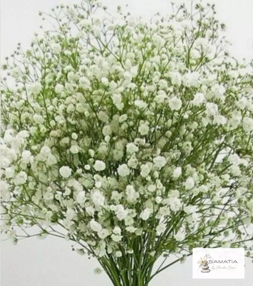 Flores Follajes Gypsofila Gypsophila Perla Cali Colombia