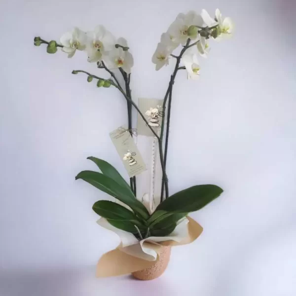 Orquídeas para Condolencias Cali Colombia