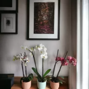 Orquideas Phalaenopsis en Cali