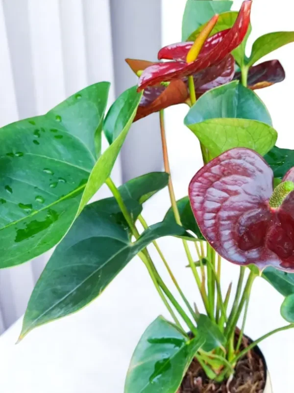 Planta de Anturios Rojos para tu hogar en Cali - Arreglos Florales Elegantes